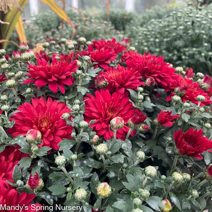 Fall Mums & Kale Assorted