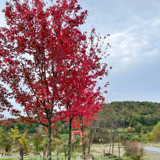 Autumn Blaze Maple | Acer x freemanii 'Jeffersred'