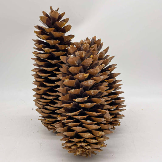 Sugar Pine Cones