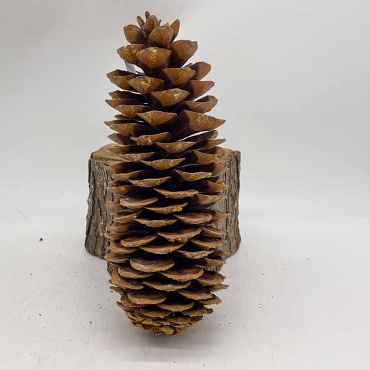 Sugar Pine Cones