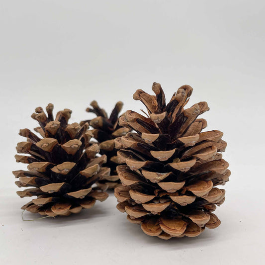 Pine Cones