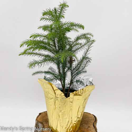 Norfolk Island Pine | Araucaria heterophylla