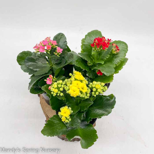 Flaming Katy (Kalanchoe) | Kalanchoe blossfeldiana