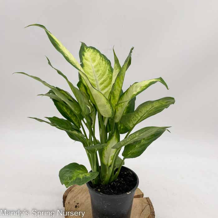 Dumb Cane | Dieffenbachia