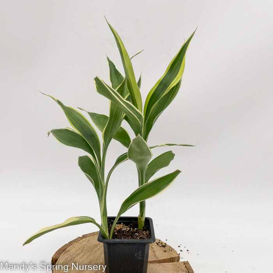 'Song of India' Dracaena | Dracaena reflexa