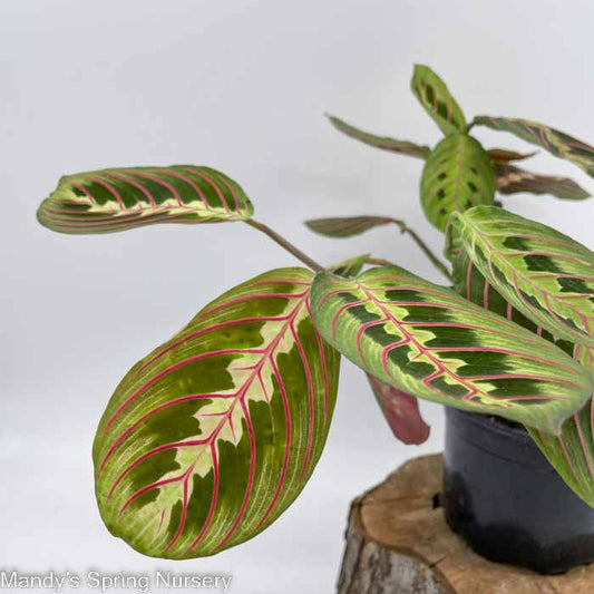 Prayer Plant | Maranta