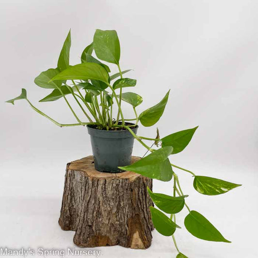 Golden Pothos | Epipremnum aureum