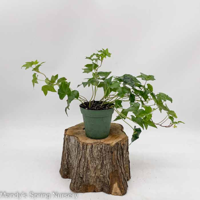 English Ivy | Hedera helix