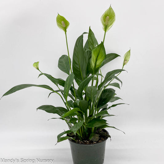 Peace Lily | Spathiphyllum