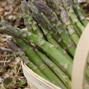 Jersey Knight Asparagus