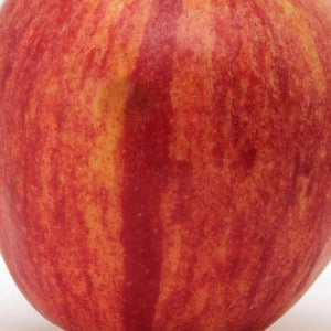 Kinderkrisp Apple | Malus ‘KinderKrisp’