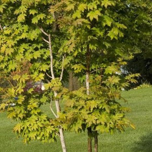 Korean Maple | Acer pseudosieboldianum