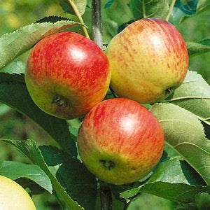 Liberty Apple | Malus 'Liberty'