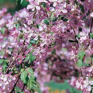 Louisa Crabapple | Malus 'Louisa'