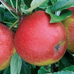 Macoun Apple | Malus