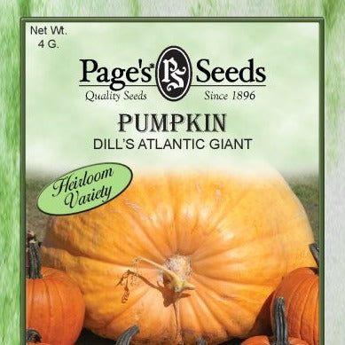 Pumpkin, Dill's Atlantic Giant