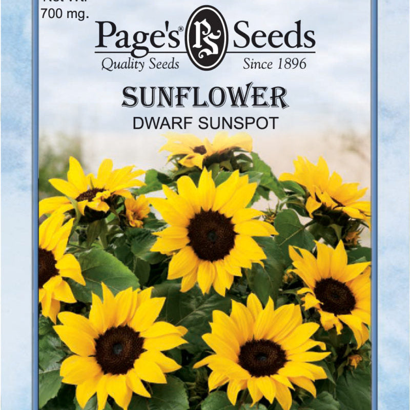 Sunflower- Sunspot Dwarf