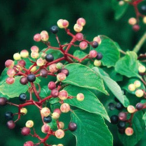 Pagoda Dogwood | Cornus alternifolia