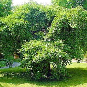 Weeping Ginkgo | Ginkgo biloba 'pendula'