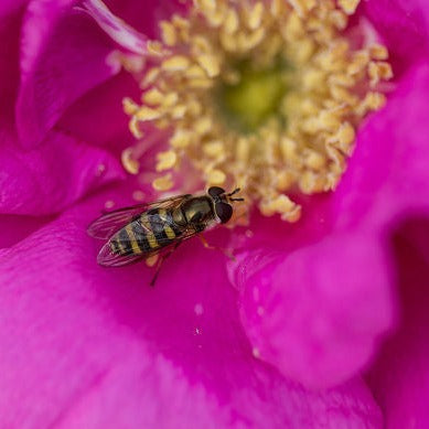 Lotty's Love Rose | Rosa rugosa First Edition®