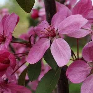 Royal Beauty Crabapple | Malus 'Royal Beauty'