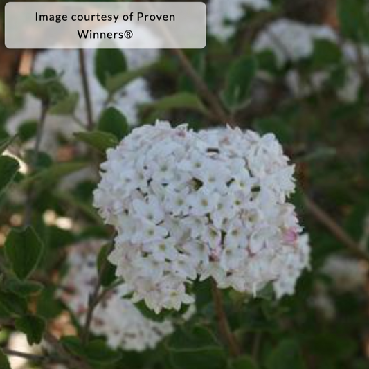 Spice Baby Viburnum | Viburnum carlesii