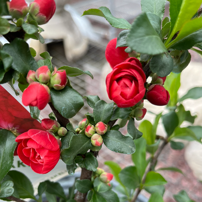 'Double Take Scarlet' Flowering Quince | Chaenomeles speciosa
