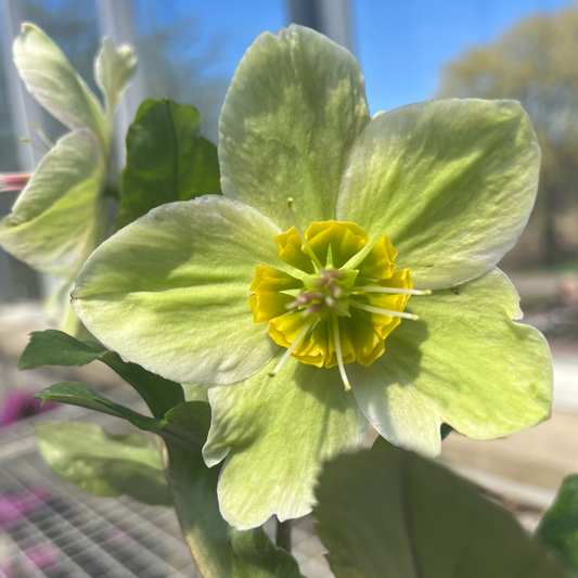 Ice N' Roses® Bianco Hellebore / Lenten Rose | Helleborus 'Ice N' Roses Bianco'