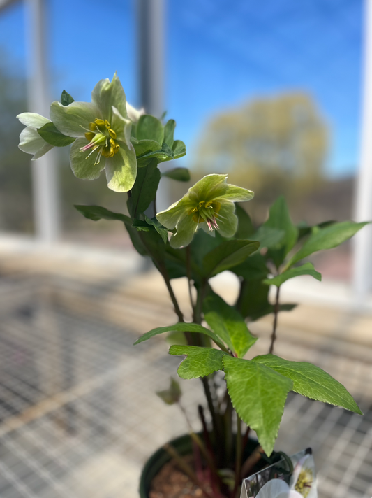 Ice N' Roses® Bianco Hellebore / Lenten Rose | Helleborus 'Ice N' Roses Bianco'