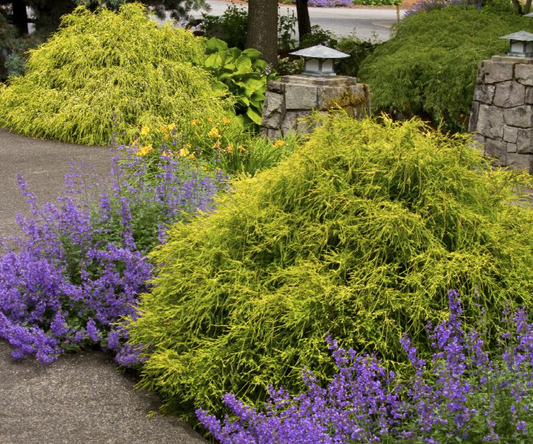 Golden Charm Thread-Branch Cypress | Chamaecyparis pisifera 'Golden Charm'