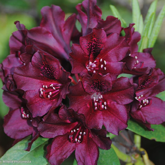 'Dark Lord' Rhododendron | Rhododendron 'Dark Lord'