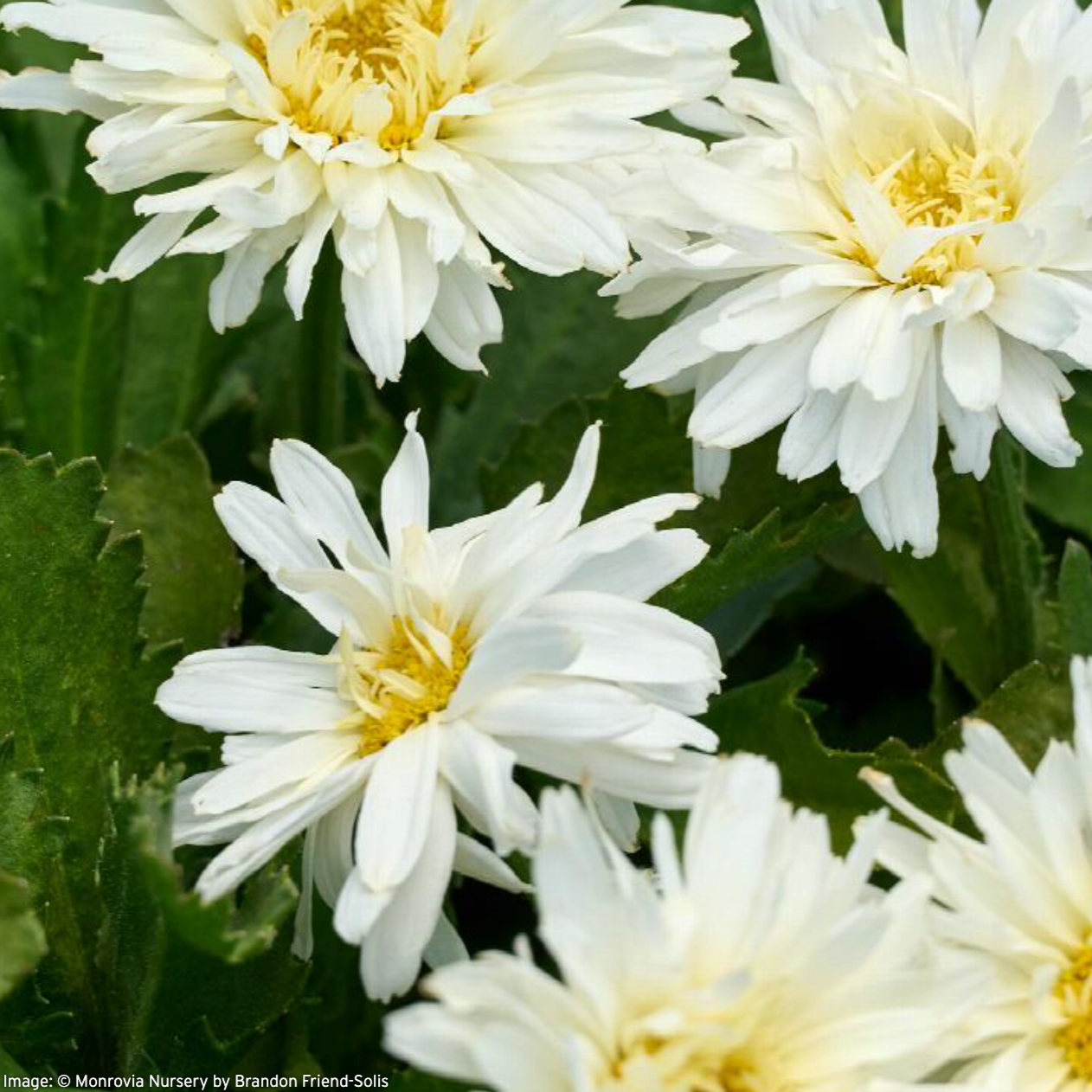 Mt. Hood Shasta Daisy | Leucanthemum x superbum 'Mt. Hood'