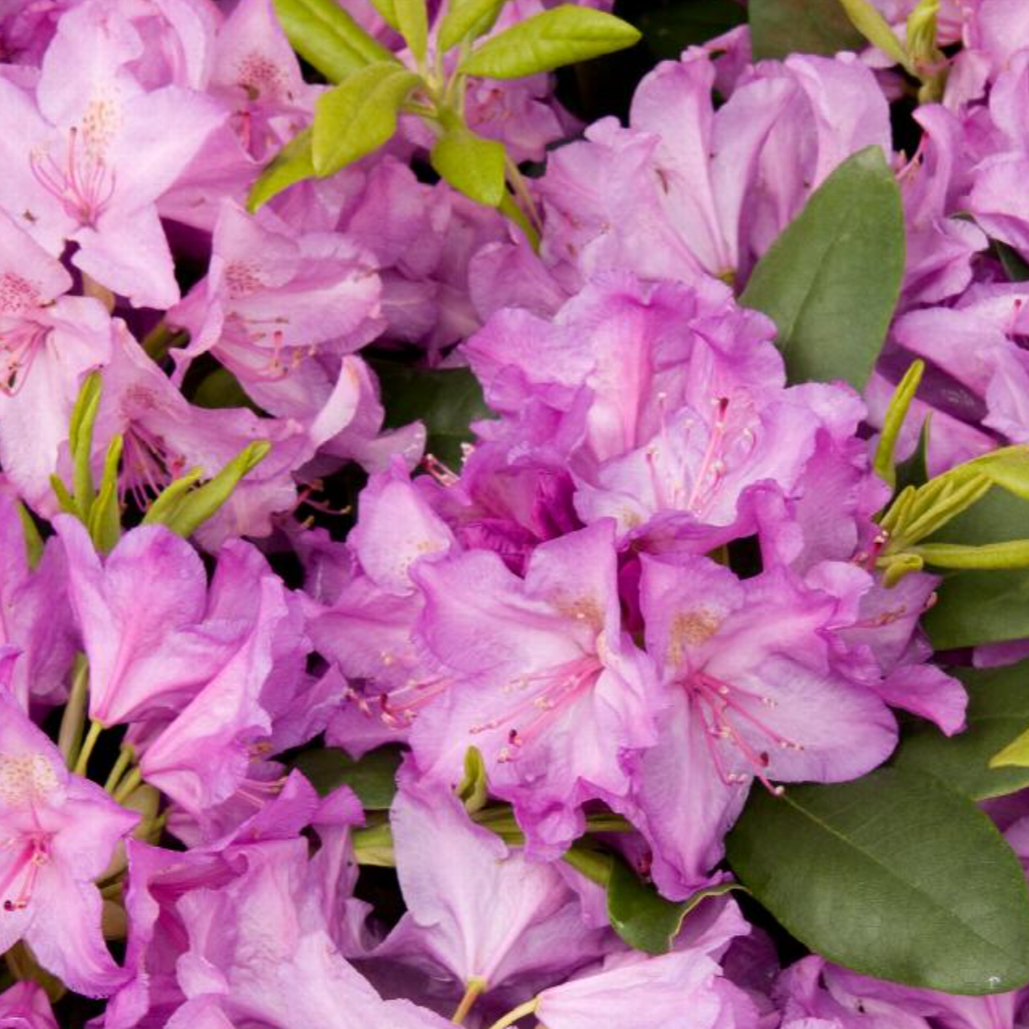 Boursault Catawba Rhododendron | Rhododendron catawbiense 'Boursault'