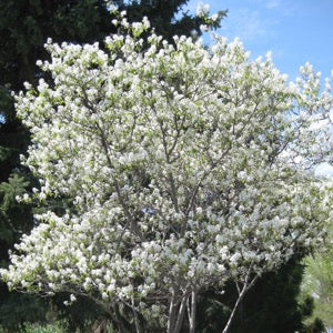 Shadblow Serviceberry | Amelanchier canadensis