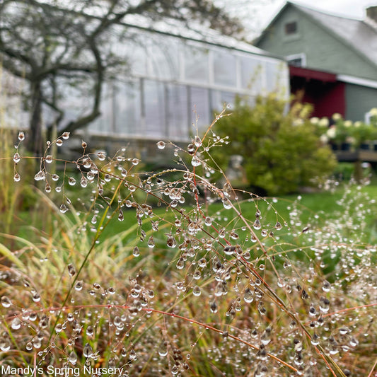 Prairie Dropseed Grass | Sporobolus heterolepis