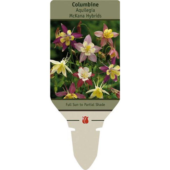 McKana Hybrids Mixture Columbine | Aquilegia