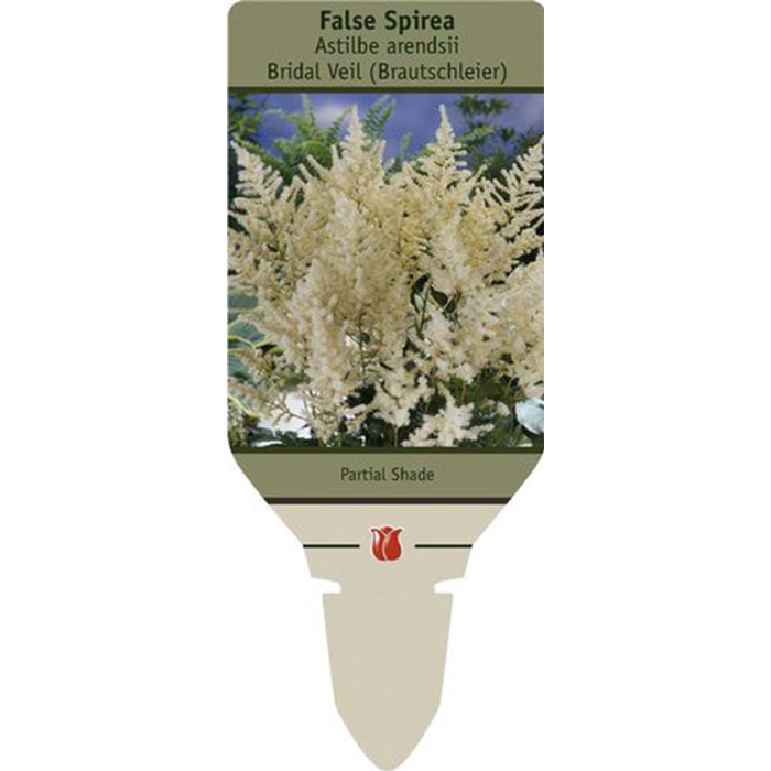 Bridal Veil Astilbe | Astilbe arendsii