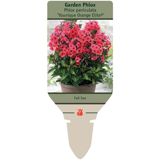 Orange Elite Garden Phlox | Phlox paniculata