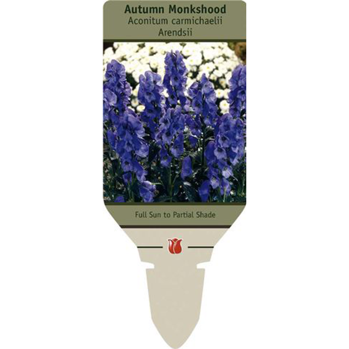 Autumn Monkshood | Aconitum