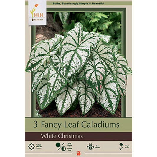 Bulbs - White Christmas Caladium