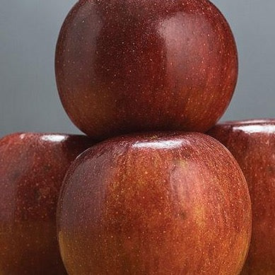 Winecrisp Apple | Malus