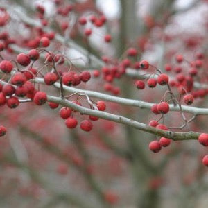 Winter King Hawthorn | Crataegus viridis 'Winter King'