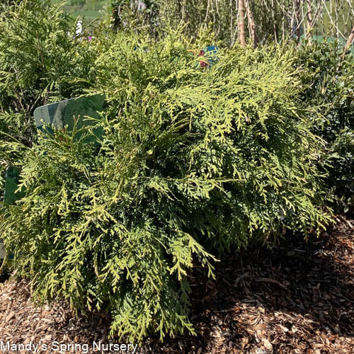 Woodward Globe Arborvitae | Thuja occidentalis