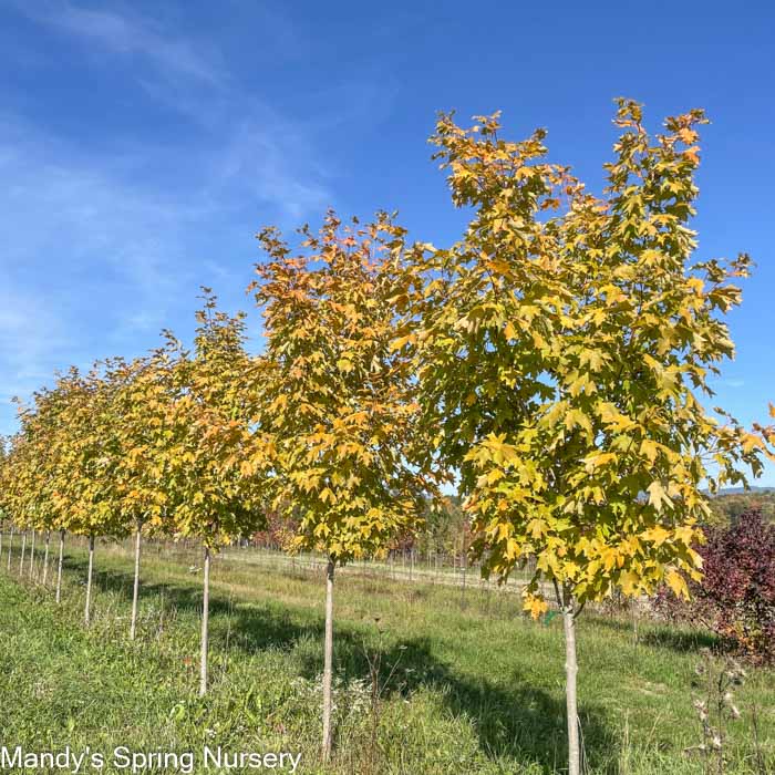 Fall Fiesta Sugar Maple | Acer saccharum 'Bailsta'