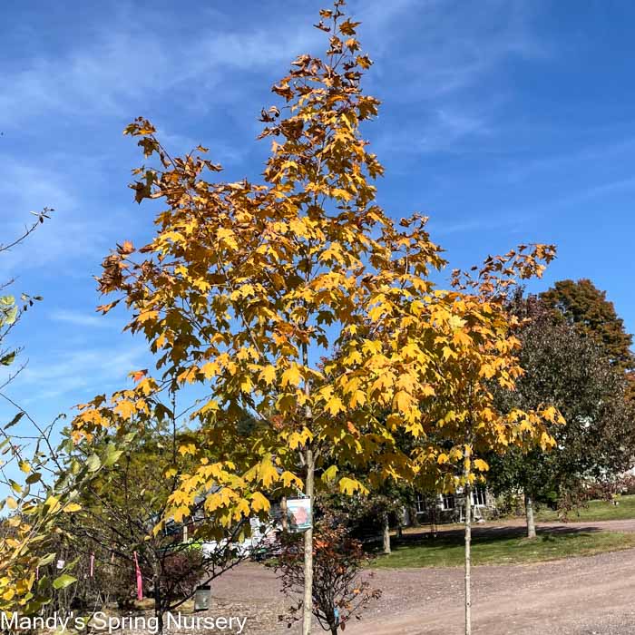 Green Mountain Sugar Maple | Acer saccharum 'Green Mountain'