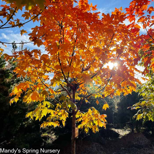 Green Mountain Sugar Maple | Acer saccharum 'Green Mountain'