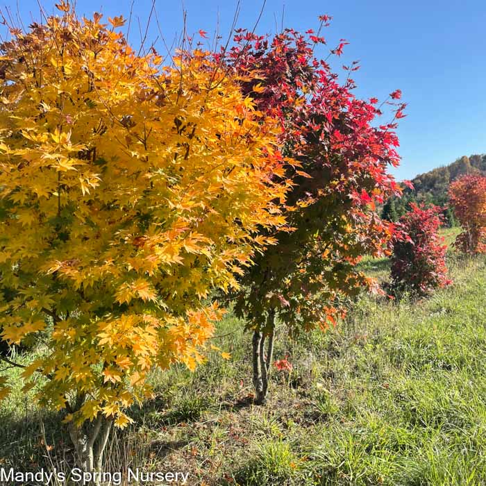 Korean Maple | Acer pseudosieboldianum