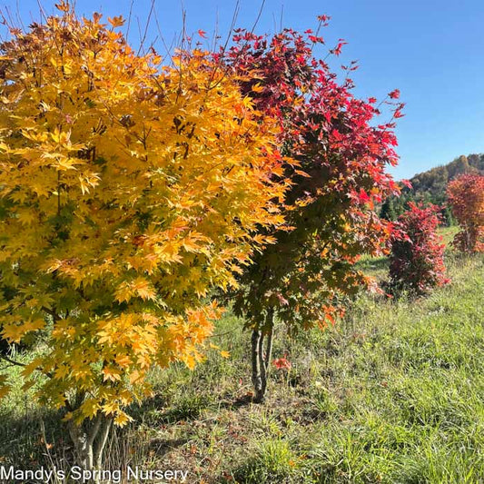 Korean Maple | Acer pseudosieboldianum