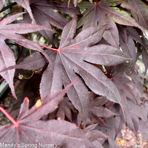 'Bloodgood' Japanese Maple | Acer Palmatum