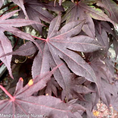 'Bloodgood' Japanese Maple | Acer Palmatum